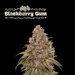 ▷ Buy Blackberry Gum Auto exclusive seeds⛰️【Seedstockers Oficial】SUPERIOR