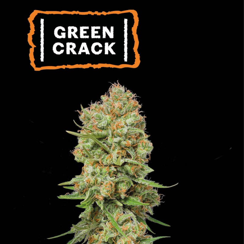 ▷ Buy Green Crack Fem seeds⛰️【Seedstockers Oficial】USA