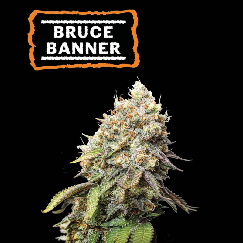 ▷ Buy Bruce Banner Fem seeds⛰️【Seedstockers Oficial】USA