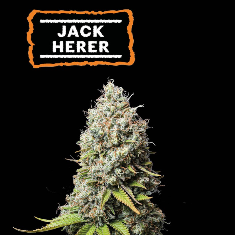 ▷ Buy Jack Herer Fem seeds⛰️【Seedstockers Oficial】CLASSIC