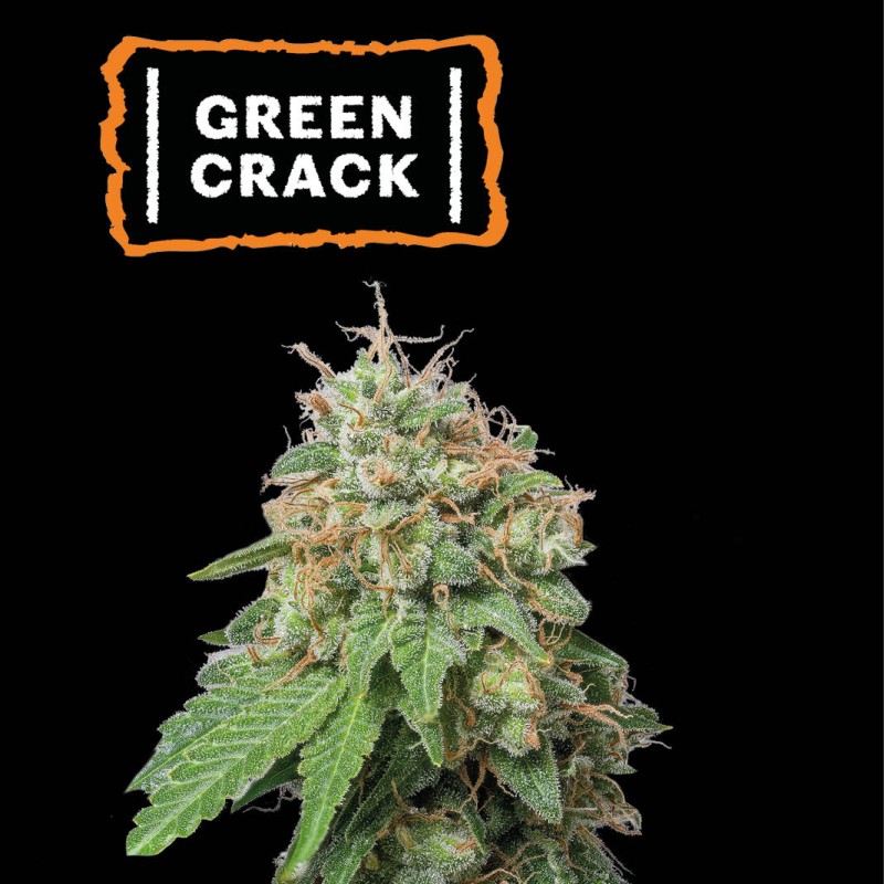 ▷ Buy Green Crack Auto seeds⛰️【Seedstockers Oficial】USA