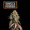 ▷ Buy Gorilla Cookies Auto seeds⛰️【Seedstockers Oficial】USA