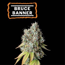 ▷ Buy Bruce Banner Auto seeds⛰️【Seedstockers Oficial】USA