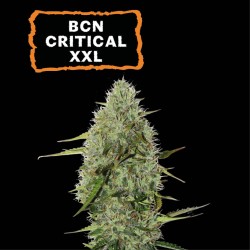 ▷ Buy BCN Critical XXL Auto seeds⛰️【Seedstockers Oficial】CLASSIC