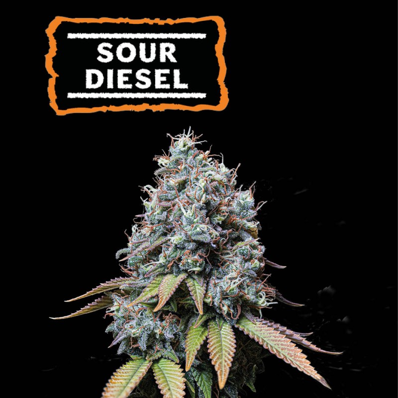 ▷ Buy Sour Diesel Fem seeds⛰️【Seedstockers Oficial】CLASSIC