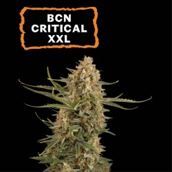 ▷ Buy BCN Critical XXL Fem seeds⛰️【Seedstockers Oficial】CLASSIC