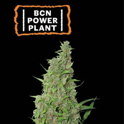 ▷ Buy BCN Power Plant Fem seeds⛰️【Seedstockers Oficial】CLASSIC