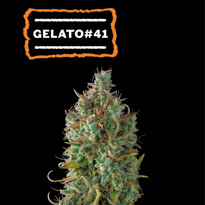 ▷ Buy Gelato 41 Auto seeds⛰️【Seedstockers Oficial】USA