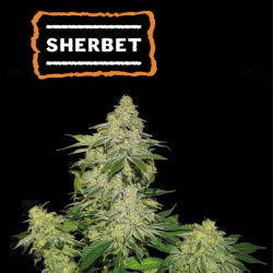 ▷ Buy Sherbet Auto seeds⛰️【Seedstockers Oficial】USA