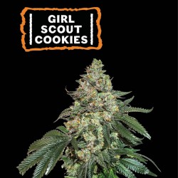 ▷ Buy Girl Scout Cookies Auto seeds⛰️【Seedstockers Oficial】USA