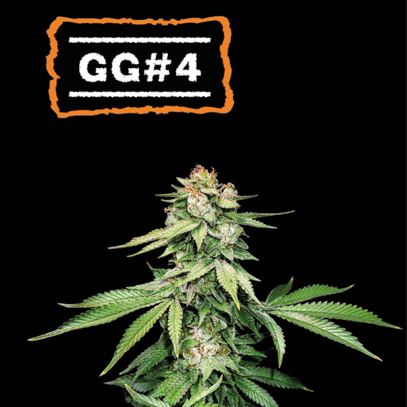 ▷ Buy GG4 Auto seeds⛰️【Seedstockers Oficial】USA