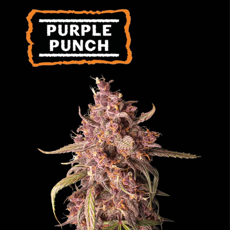 ▷ Buy Purple Punch Auto seeds⛰️【Seedstockers Oficial】USA