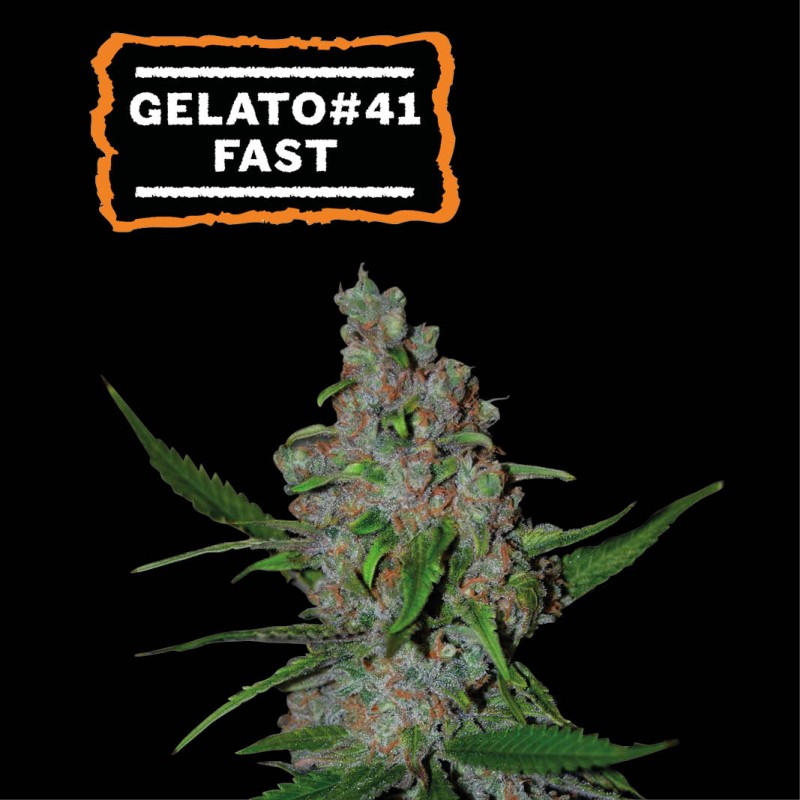 ▷ Buy Gelato 41 Fast Fem fast seeds⛰️【Seedstockers Oficial】USA