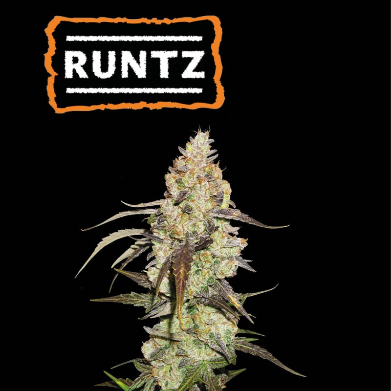 ▷ Buy Runtz Fem seeds⛰️【Seedstockers Oficial】USA