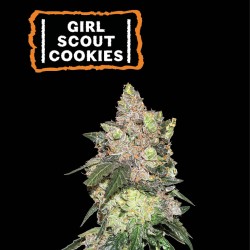 ▷ Buy Girl Scout Cookies Fem seeds⛰️【Seedstockers Oficial】USA