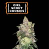 ▷ Buy Girl Scout Cookies Fem seeds⛰️【Seedstockers Oficial】USA