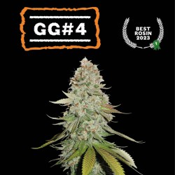 ▷ Buy GG4 Fem seeds⛰️【Seedstockers Oficial】USA