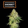 ▷ Buy Sherbet Fem seeds⛰️【Seedstockers Oficial】USA