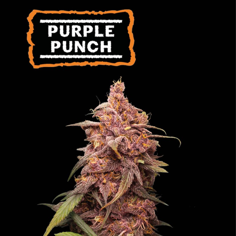 ▷ Buy Purple Punch Fem seeds⛰️【Seedstockers Oficial】USA