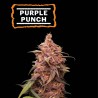 ▷ Buy Purple Punch Fem seeds⛰️【Seedstockers Oficial】USA