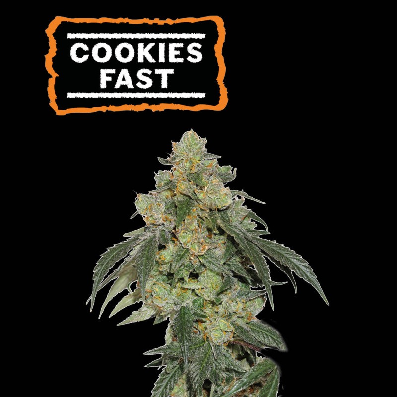 ▷ Buy Cookies Fast Fem fast seeds⛰️【Seedstockers Oficial】USA