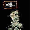 ▷ Buy CBD Critical XXL Fem seeds⛰️【Seedstockers Oficial】CBD