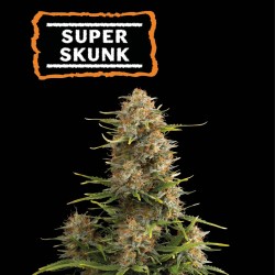 ▷ Buy Super Skunk Fem seeds⛰️【Seedstockers Oficial】CLASSIC