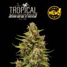 TROPICAL ZMOOTHIE© AUTO