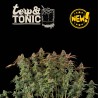 TERP & TONIC© AUTO