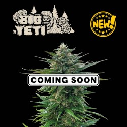 Big Yeti© Fem