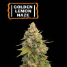 ▷ Buy Golden Lemon Haze Fem seeds⛰️【Seedstockers Oficial】CLASSIC