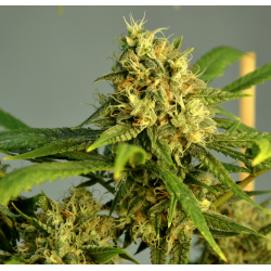 ▷ Buy AK420 Auto  seeds⛰️【Seedstockers Oficial】CLASSIC