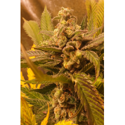 ▷ Buy Golden Lemon Haze Fem seeds⛰️【Seedstockers Oficial】CLASSIC