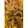 ▷ Buy Golden Lemon Haze Fem seeds⛰️【Seedstockers Oficial】CLASSIC